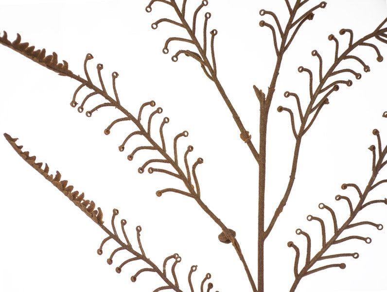 Koru Fern - Brown ✰✰✰ SPECIAL ✰✰✰