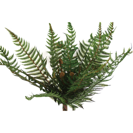 Fern - NZ Bush