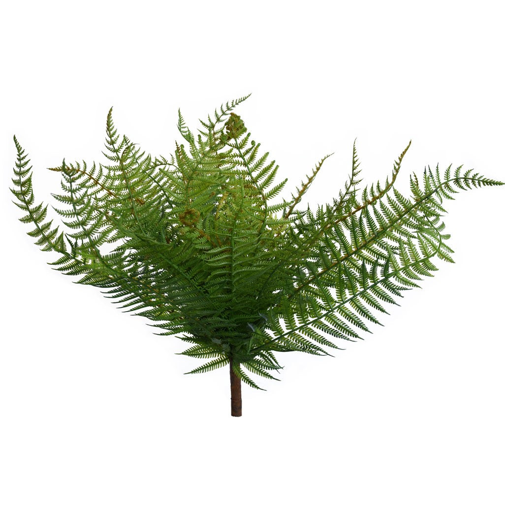 Fern - NZ - Large - Dark Green