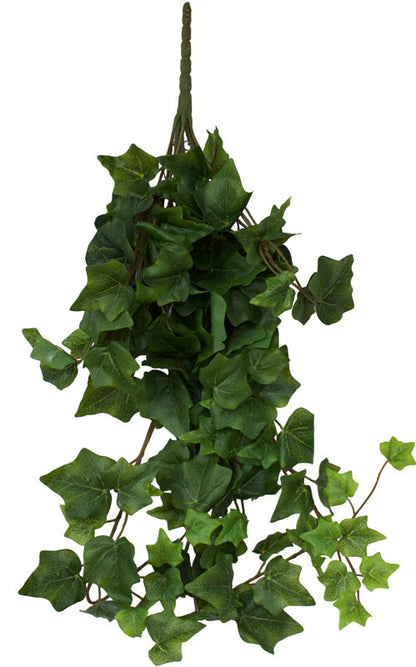 Ivy - Oxford Hedera Premium Bush