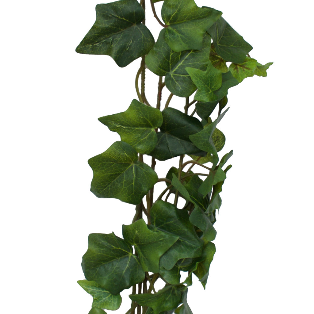 Ivy - Oxford Hedera Premium Garland