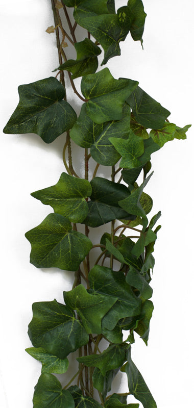 Ivy - Oxford Hedera Premium Garland