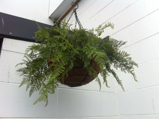 Hanging Basket - Ferns