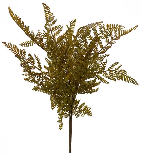 Fern - Maidenhair Bush Fern - Autumn