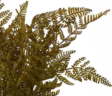 Fern - Maidenhair Bush Fern - Autumn