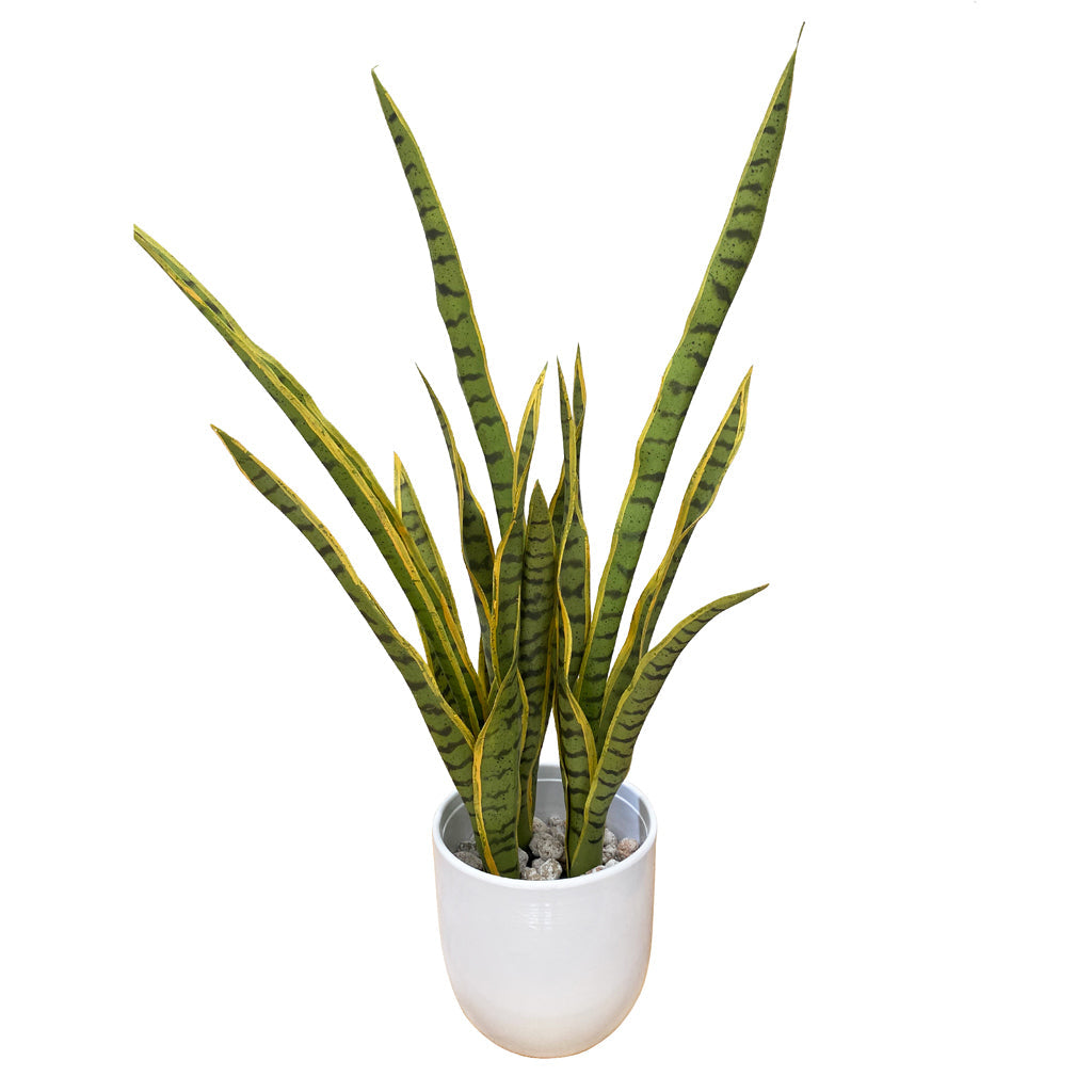 Mother In Law's Tongue - Sansevieria Large ✰✰✰ SPECIAL ✰✰✰