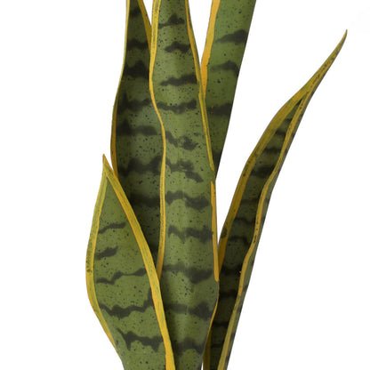 Mother In Law's Tongue - Sansevieria Large ✰✰✰ SPECIAL ✰✰✰