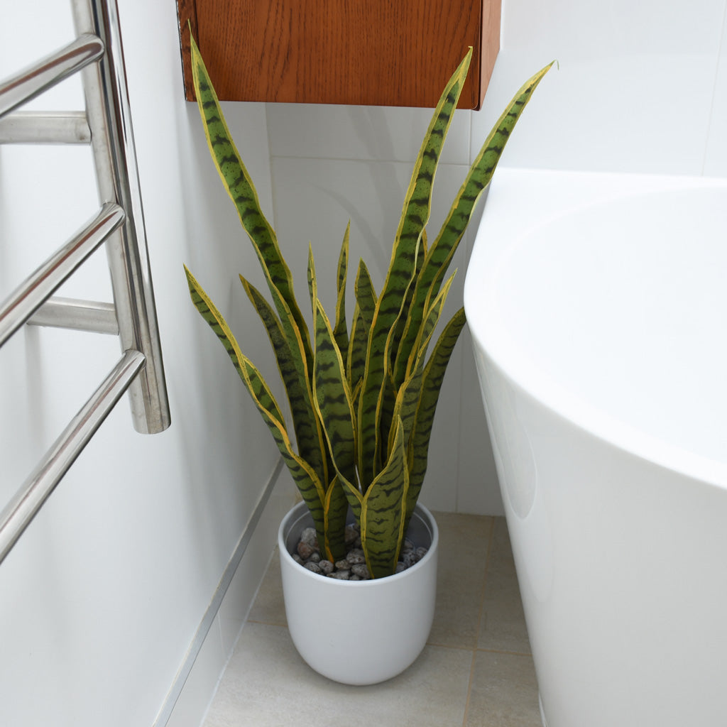 Mother In Law's Tongue - Sansevieria Large ✰✰✰ SPECIAL ✰✰✰