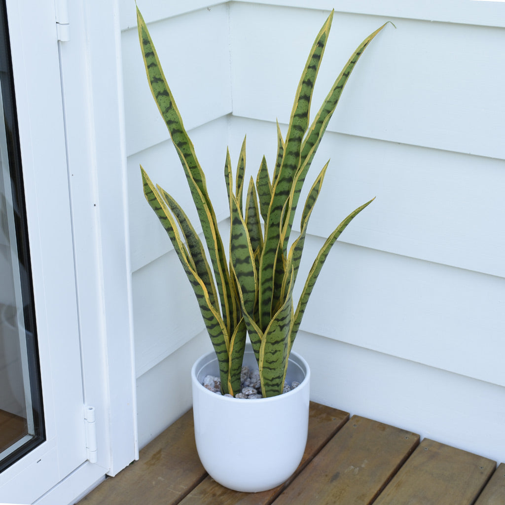 Mother In Law's Tongue - Sansevieria Large ✰✰✰ SPECIAL ✰✰✰