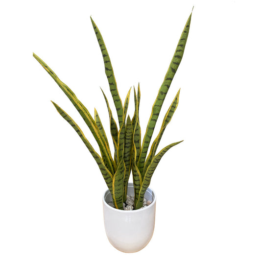 Mother In Law's Tongue - Sansevieria Medium ✰✰✰ SPECIAL ✰✰✰