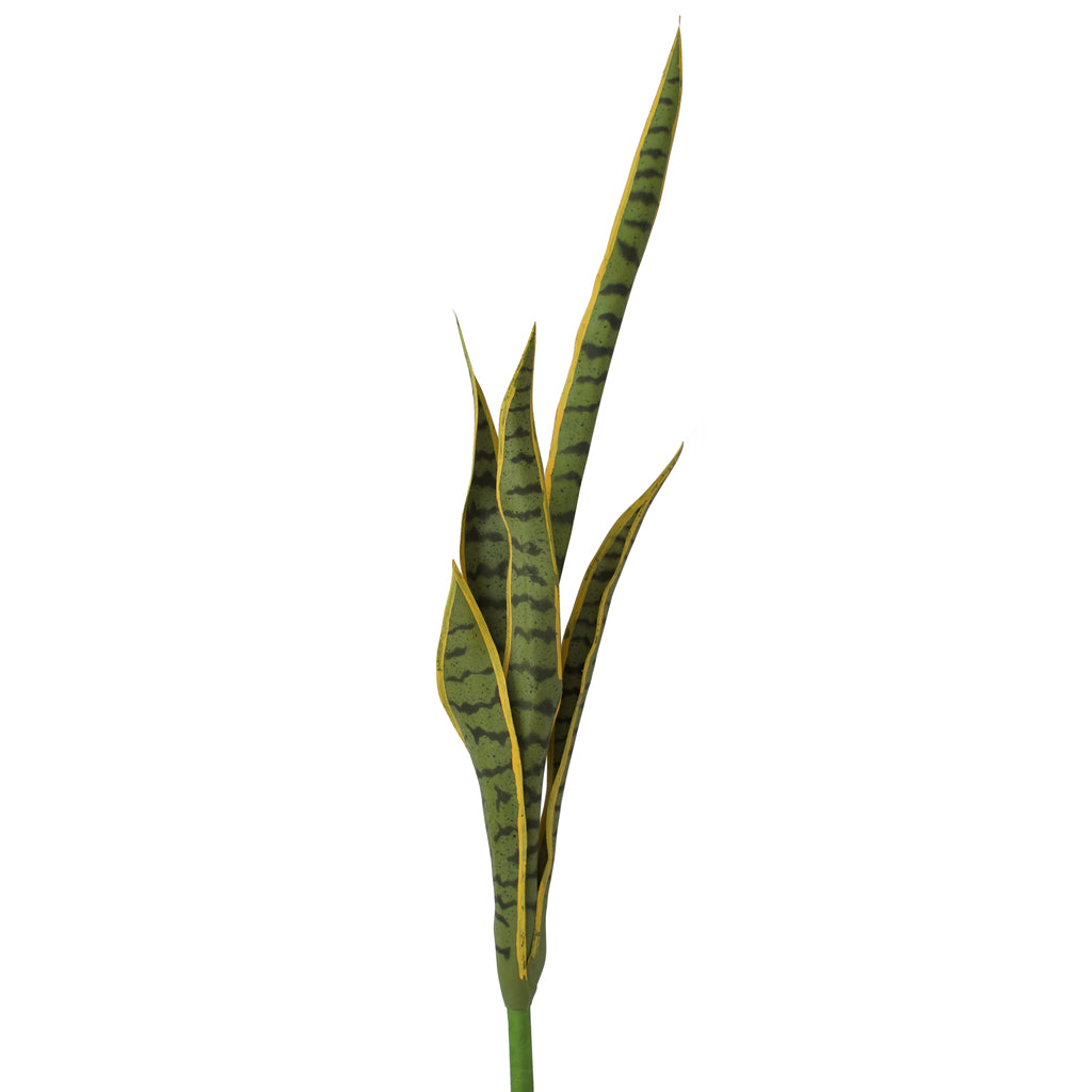 Mother In Law's Tongue - Sansevieria Large ✰✰✰ SPECIAL ✰✰✰