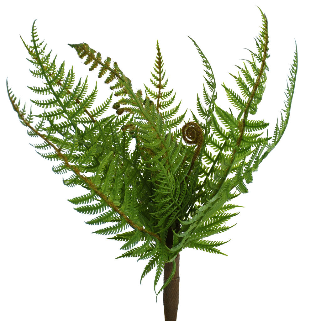 Fern - NZ Bush Small