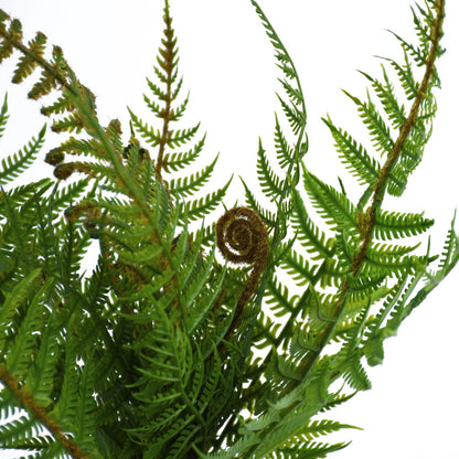 Fern - NZ Bush Small