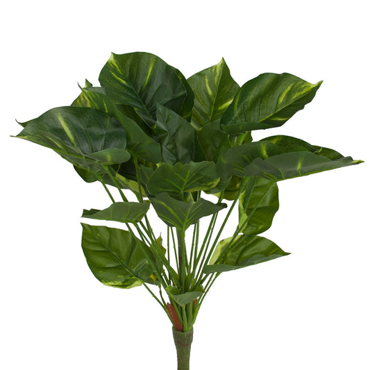 Golden Pothos bush - 50cm