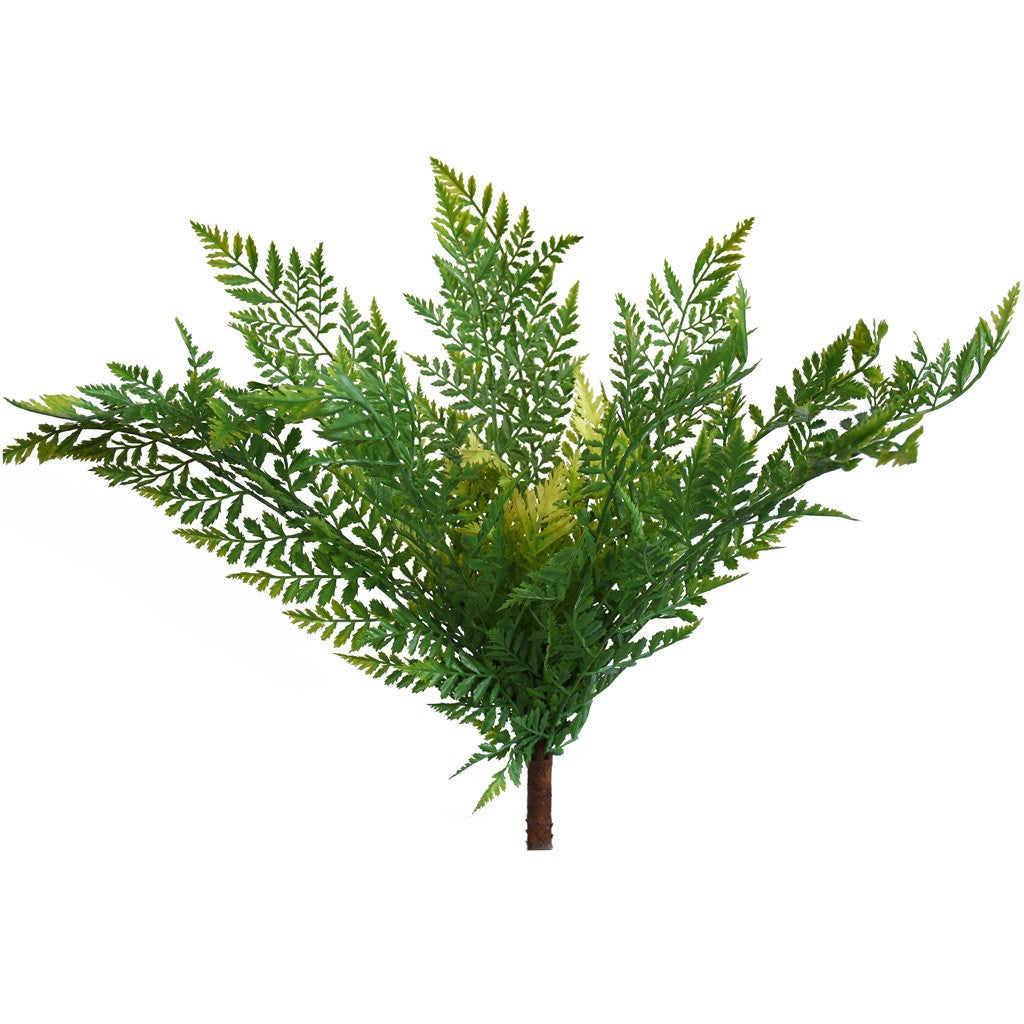 Fern - Rabbit Foot Bush