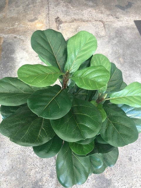 Artificial Indoor Tree - Fiddle Leaf