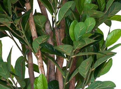 Tree - Camellia with Green flowers