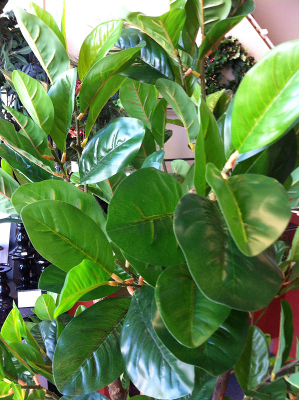 Tree - Camellia with Green flowers