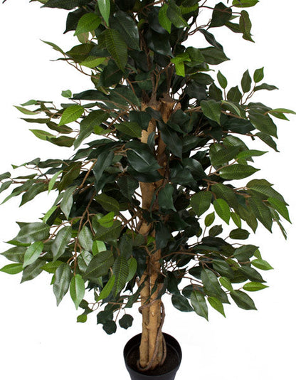 Tree - Ficus 125cm ✰✰✰ SPECIAL ✰✰✰