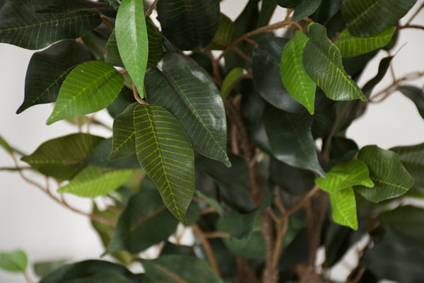 Tree - Ficus 125cm ✰✰✰ SPECIAL ✰✰✰