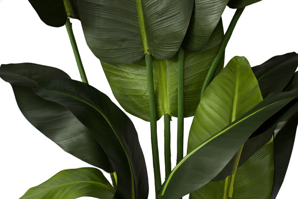 Banana Palm Tree - Close-up Leaves