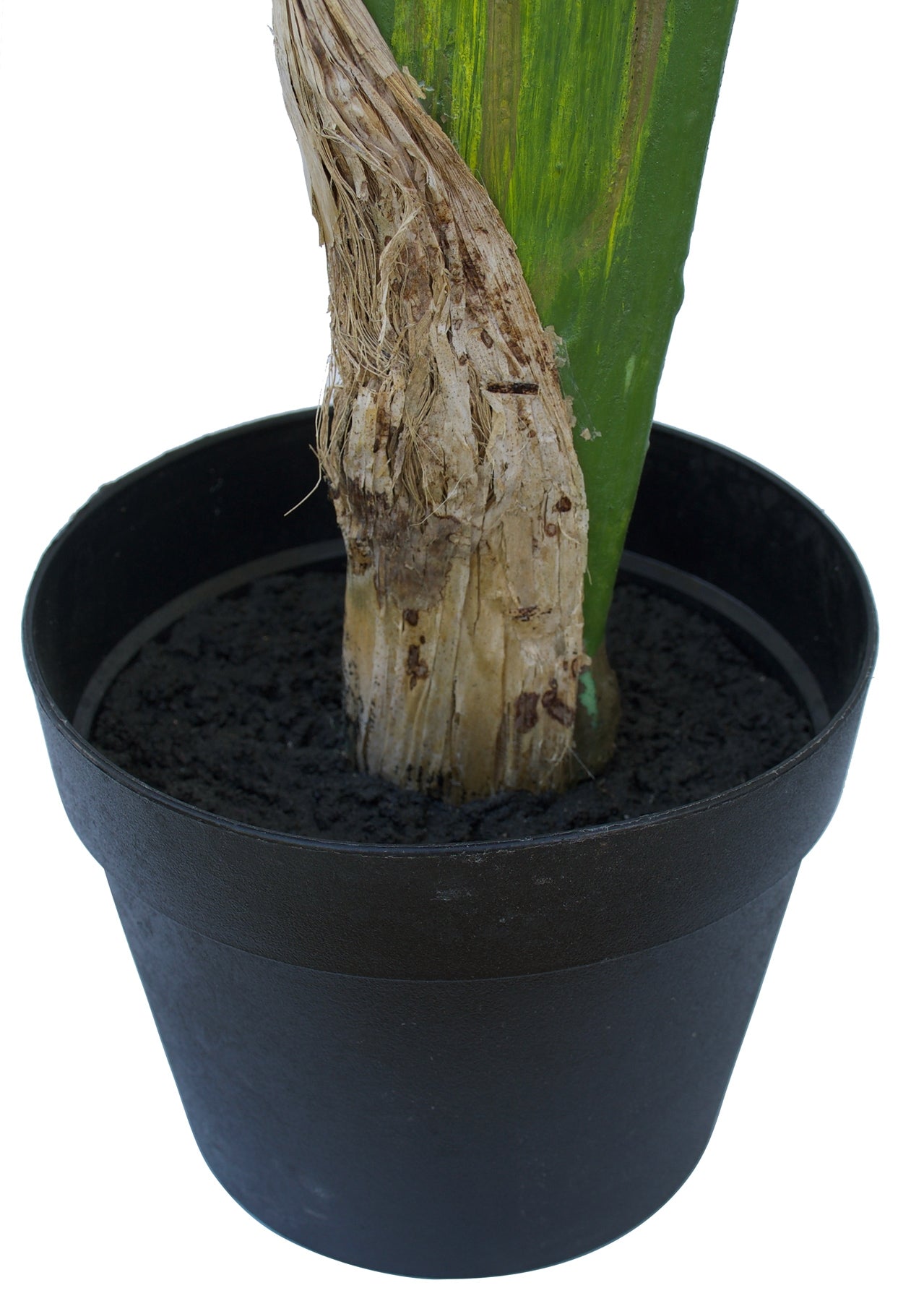 Banana Palm Plant 100/110cm ✰✰✰ SPECIAL ✰✰✰