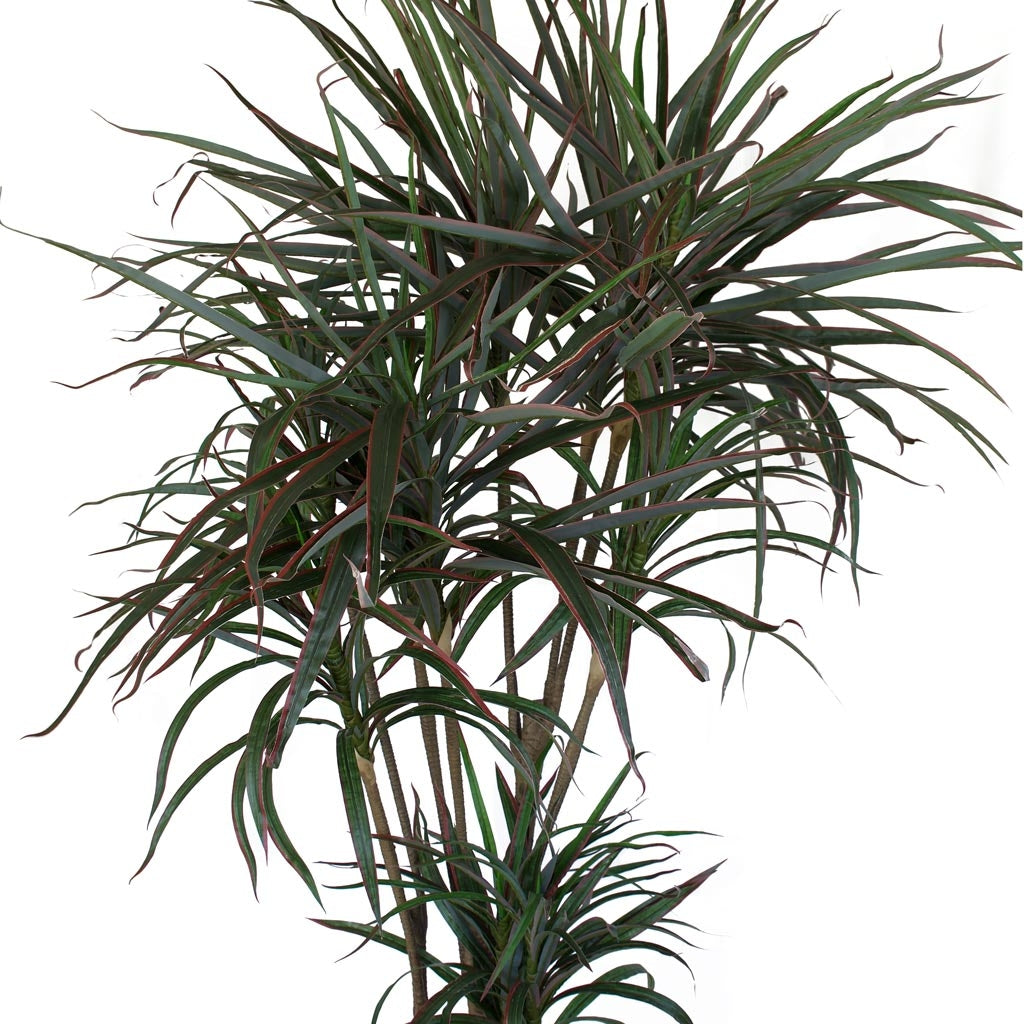 Dracenea Palm