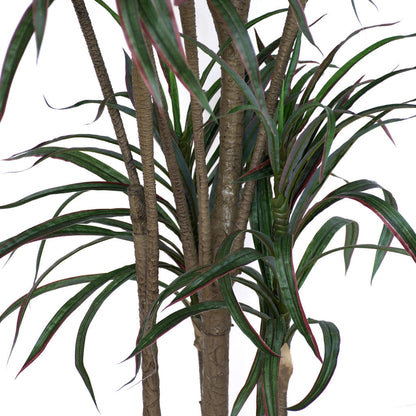 Dracenea Palm