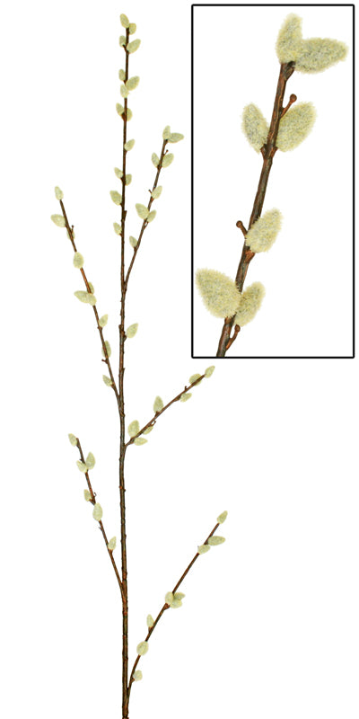 Pussy Willow stem - 130cm