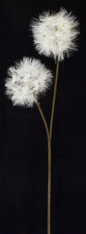 Dandelion Flower from www.decorflowers.co.nz