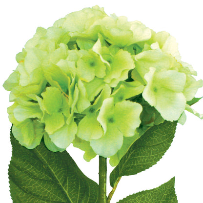 Hydrangea Spray - Mophead - Green