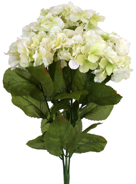 Hydrangea Bush - Cream  ✰✰✰ HALF PRICE SPECIAL ✰✰✰