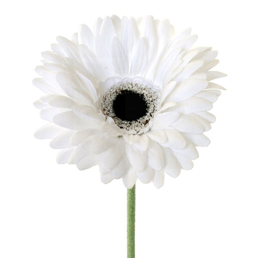 Gerbera - White