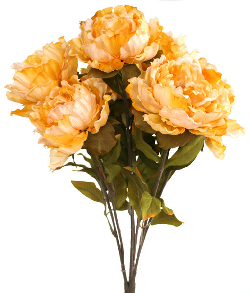 Peony Bunch - Burnt Rotorua Gold ✰✰✰ SPECIAL ✰✰✰