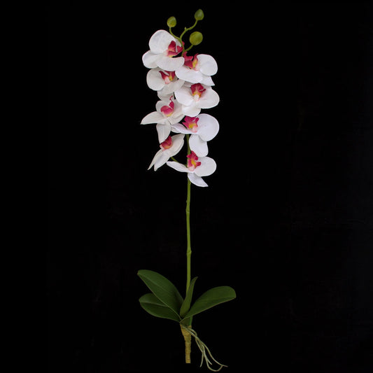 Orchid with leaves - White Pink - 60cm ✰✰✰ PRICE SLASH SPECIAL ✰✰✰