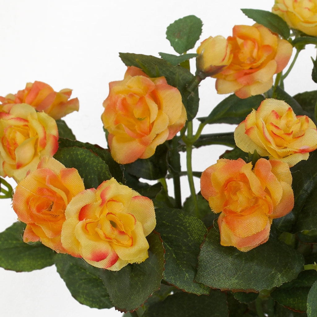 Rose - Diamond Bush - Apricot Orange